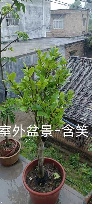 wechat_upload171462541266331b8429f77