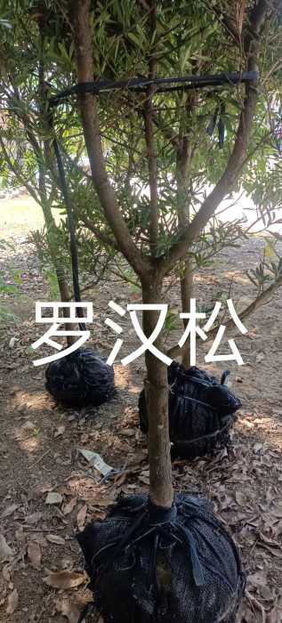 wechat_upload171462541866331b8a7250b
