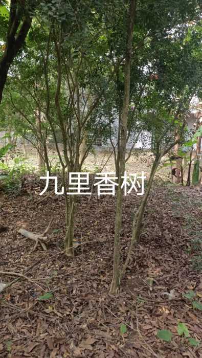 wechat_upload171462544066331ba0b497d