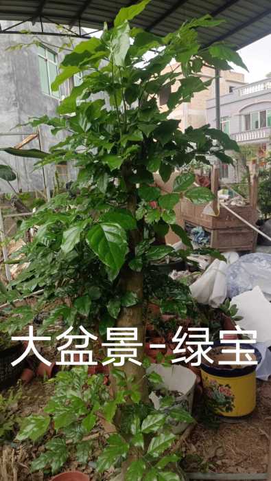 wechat_upload171462542366331b8fdf347