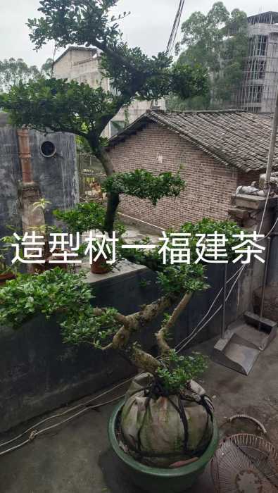 wechat_upload171462542966331b956e186