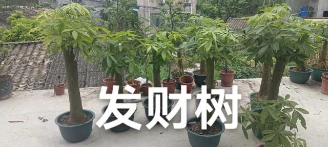 wechat_upload1719883510668356f627941