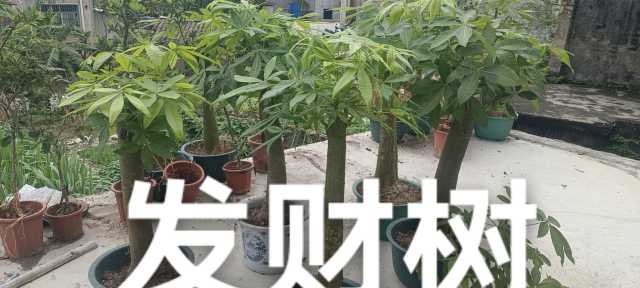 wechat_upload17198830546683552eea1eb