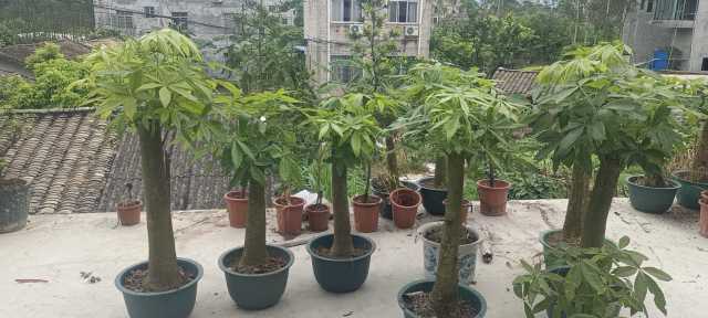 wechat_upload17198835916683574746fa1