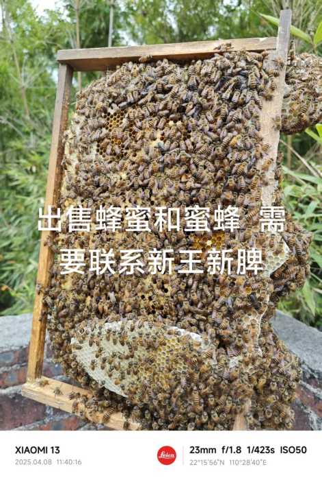 synthesis_4c1d92c1-4dfa-4392-9994-c5bcbc65cfe9_image1744124178107.jpg