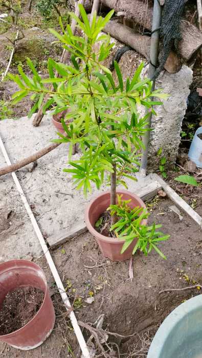 wechat_upload177292215569aca52bd3ae0