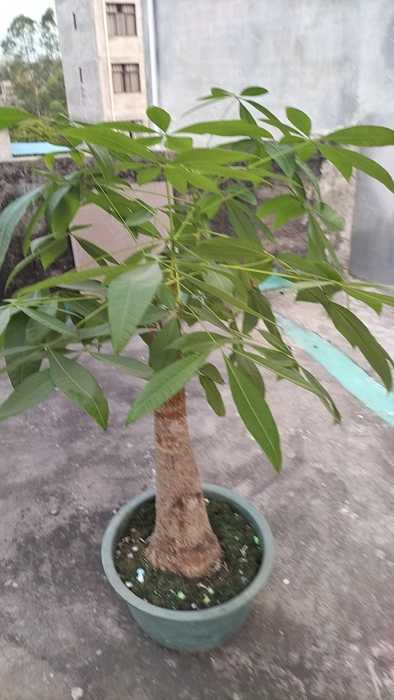 wechat_upload177292215769aca52dcb9f6