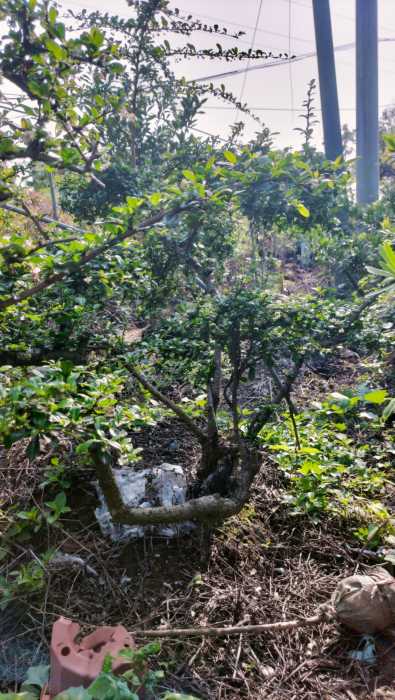 wechat_upload177292230269aca5be93c8d