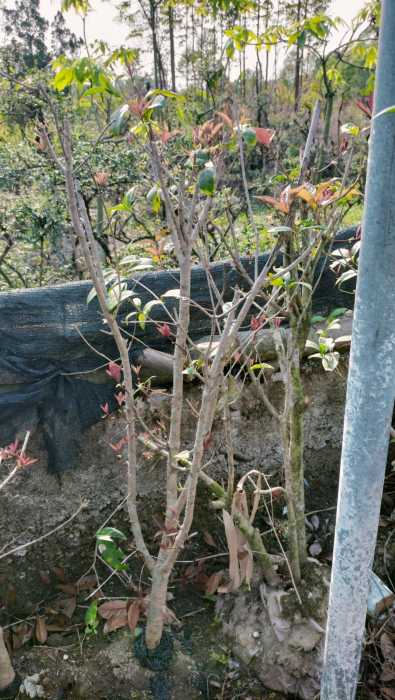 wechat_upload177292229769aca5b9a38f5