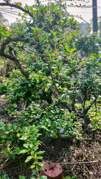 wechat_upload177292229969aca5bbd3ff7