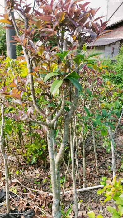 wechat_upload177292230469aca5c0cf8ae